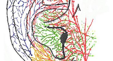 Auricular Acupuncture and Vagal Regulation